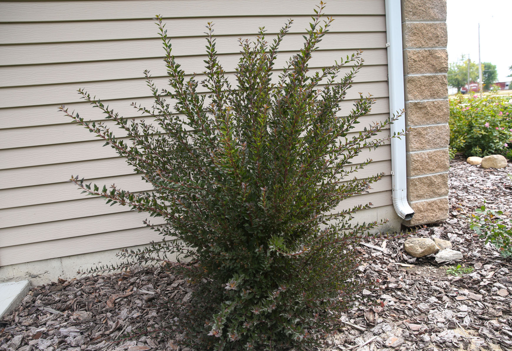 Messiah garden 5